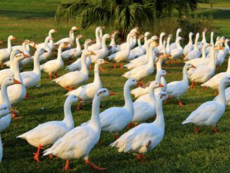 El día en que Francia sacrificó a 800.000 patos para evitar una pesadilla aún mayor: otra pandemia aviar