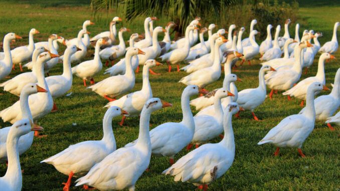 El día en que Francia sacrificó a 800.000 patos para evitar una pesadilla aún mayor: otra pandemia aviar