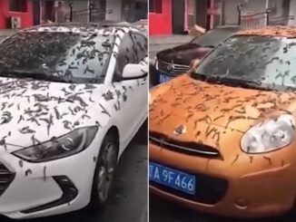 Pekín acaba de vivir una asquerosa lluvia de gusanos. Aunque parezca mentira, no tiene nada de apocalíptico
