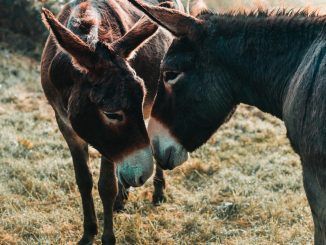 Acabamos de resolver uno de los grandes misterios de la historia natural: de dónde demonios surgieron los burros