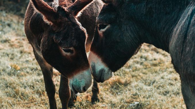 Acabamos de resolver uno de los grandes misterios de la historia natural: de dónde demonios surgieron los burros