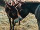 Acabamos de resolver uno de los grandes misterios de la historia natural: de dónde demonios surgieron los burros