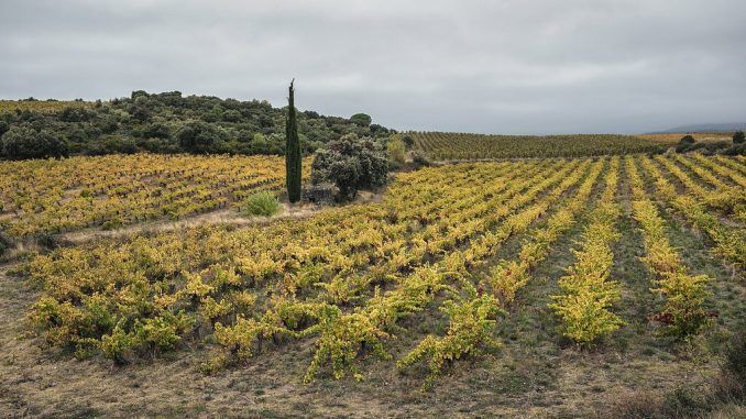 Una bodega francesa se jactaba de hacer «vinos cósmicos», en contra de los científicos. El tiempo le ha dado la razón