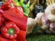«No se salva ni un cultivo»: España está a punto de descubrir en sus carnes los efectos de la escasez de agua