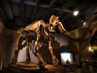 La ciencia está cerca de resucitar al mamut. La cuestión ahora es si tendrá propiedad intelectual