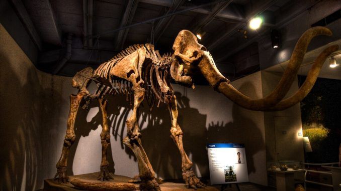 La ciencia está cerca de resucitar al mamut. La cuestión ahora es si tendrá propiedad intelectual