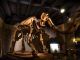 La ciencia está cerca de resucitar al mamut. La cuestión ahora es si tendrá propiedad intelectual