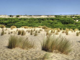 El drama de Doñana: lleva años muriéndose y ninguna administración ha mostrado interés en solucionarlo