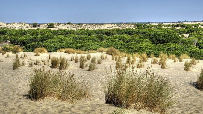 El drama de Doñana: lleva años muriéndose y ninguna administración ha mostrado interés en solucionarlo