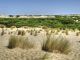 El drama de Doñana: lleva años muriéndose y ninguna administración ha mostrado interés en solucionarlo