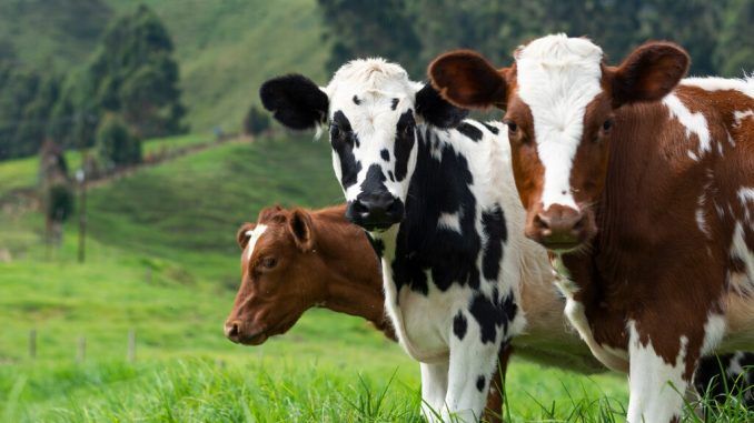 La industria ganadera se ha propuesto conseguir uno de sus grandes retos: pedos de vacas bajos en metano