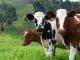 La industria ganadera se ha propuesto conseguir uno de sus grandes retos: pedos de vacas bajos en metano