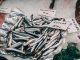 Una historia de anchoas, bocartes y boquerones: como la ‘little Italy’ del Cantábrico revolucionó la industria pesquera internacional
