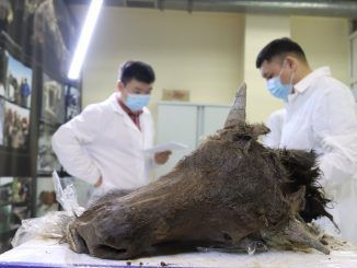 Un equipo de expertos quiere resucitar bisontes extintos. Hay muchos motivos para ser escépticos