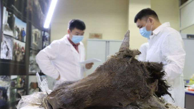 Un equipo de expertos quiere resucitar bisontes extintos. Hay muchos motivos para ser escépticos