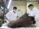 Un equipo de expertos quiere resucitar bisontes extintos. Hay muchos motivos para ser escépticos