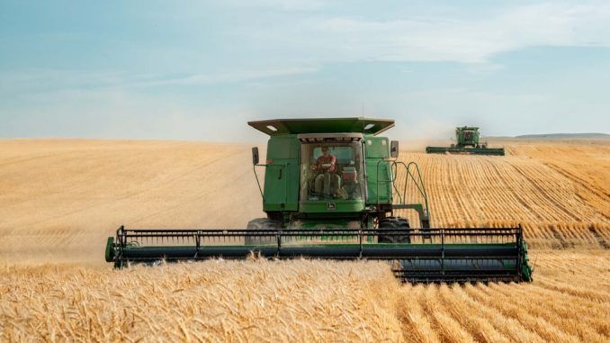 Ante sequías cada vez más duras, estamos buscando respuestas en algo descartado hace 10.000 años: cereales perennes