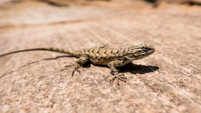 La ciencia ha averiguado al fin cómo pierden el rabo las lagartijas. Y nos puede ser de gran ayuda