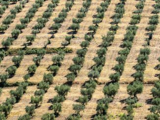 El gran desastre del aceite de oliva español: el calor está quemando la flor de la aceituna y no podemos hacer nada