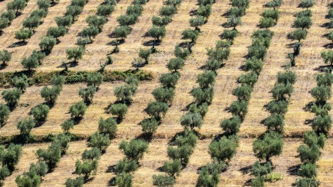 El gran desastre del aceite de oliva español: el calor está quemando la flor de la aceituna y no podemos hacer nada