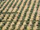 El gran desastre del aceite de oliva español: el calor está quemando la flor de la aceituna y no podemos hacer nada