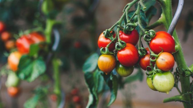La ciencia de encontrar tomates que sepan realmente a tomate, ese santo grial cada vez más esquivo