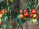 La ciencia de encontrar tomates que sepan realmente a tomate, ese santo grial cada vez más esquivo
