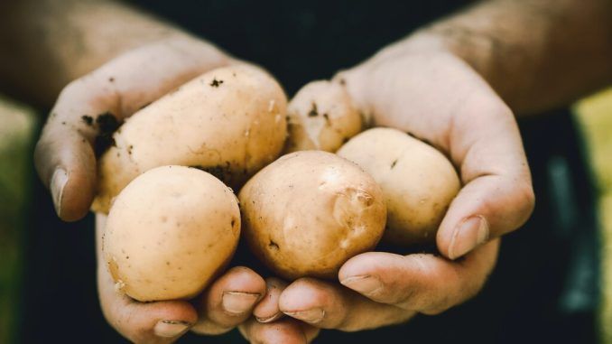 Cómo de seguro es consumir patatas una vez han empezado a echar raíces: lo que dice la ciencia