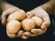 Cómo de seguro es consumir patatas una vez han empezado a echar raíces: lo que dice la ciencia
