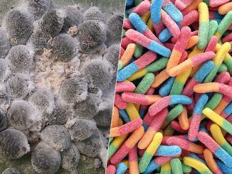 Llevas comiendo insectos toda la vida: qué es la cochinilla, para qué se usa y por qué está en todas partes
