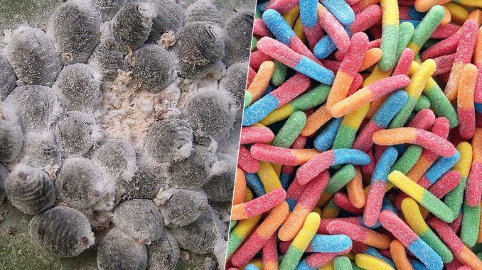 Llevas comiendo insectos toda la vida: qué es la cochinilla, para qué se usa y por qué está en todas partes