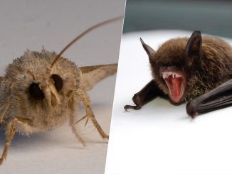 Hay una alucinante «carrera armamentística» entre murciélagos y polillas: la ciencia la ha estudiado de cerca