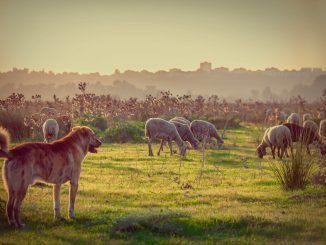 Galicia vive una fiebre por el mastín, cambiando incluso la raza de sus perros. El motivo: la PAC