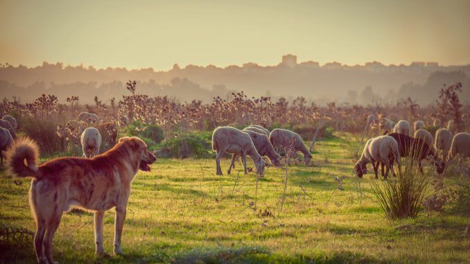 Galicia vive una fiebre por el mastín, cambiando incluso la raza de sus perros. El motivo: la PAC