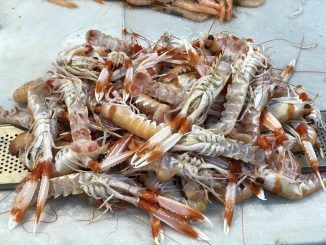 España ama muchísimo a las cigalas gallegas. Tanto que las ha conducido prácticamente a la extinción