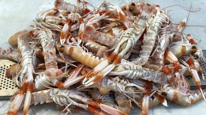 España ama muchísimo a las cigalas gallegas. Tanto que las ha conducido prácticamente a la extinción