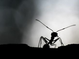 Todo lo que la ciencia sabe realmente sobre cómo acabar con las hormigas en casa (y todo lo que no)