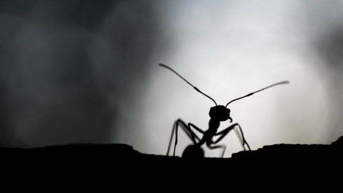 Todo lo que la ciencia sabe realmente sobre cómo acabar con las hormigas en casa (y todo lo que no)