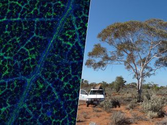 Los australianos han encontrado oro en el lugar más insospechado: las hojas de su árbol más característico
