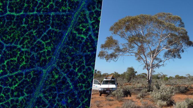Los australianos han encontrado oro en el lugar más insospechado: las hojas de su árbol más característico
