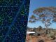 Los australianos han encontrado oro en el lugar más insospechado: las hojas de su árbol más característico