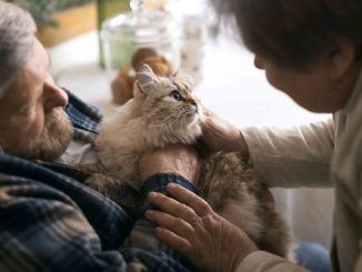 Las mascotas y sus beneficios para los mayores