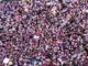 La fiesta en Teruel que exalta al toro y la vaquilla y lo celebra con vino