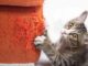Claves para tener un hogar impecable con mascotas